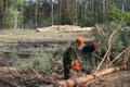 Рабочие на валку леса