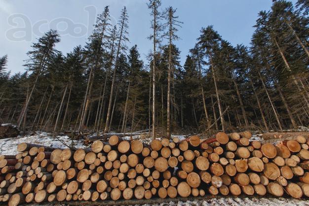 Инвестиции в лесной бизнес, пассивный доход в Москве